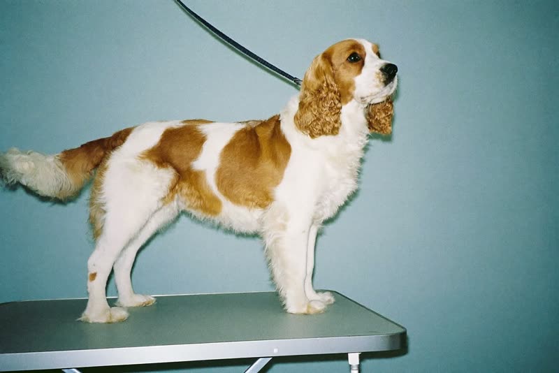 A spaniel standing calmly on a grooming table