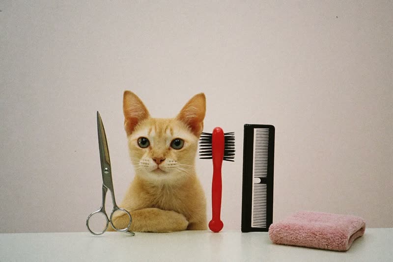 Grooming scissors, brushes, a comb and folded towels laid out ready