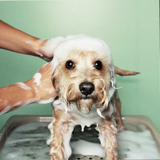 A small terrier being shampooed in a grooming bath