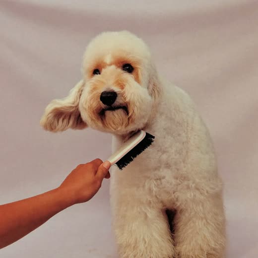 A cream cockapoo being blow-dried and brushed out