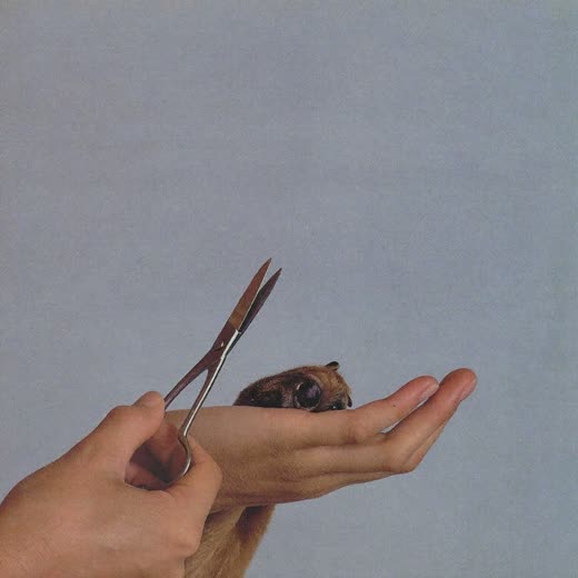 A dog's paw held for a nail trim
