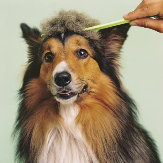 A long-coated dog being de-shed with a comb